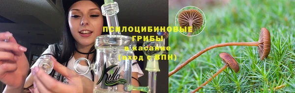 хмурый Аркадак